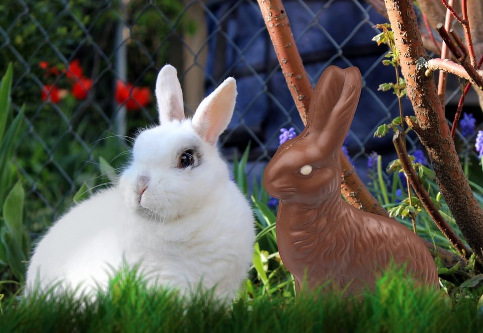 real bunny rabbit next to chocolate rabbit